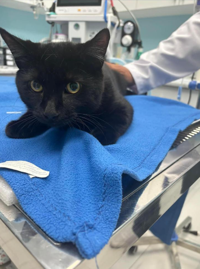 Patient 17